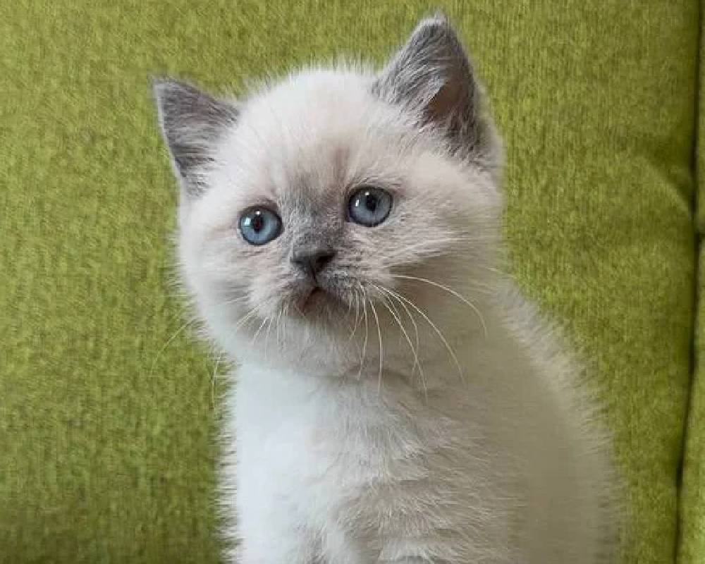 luxury picnic company - Picnic Makers