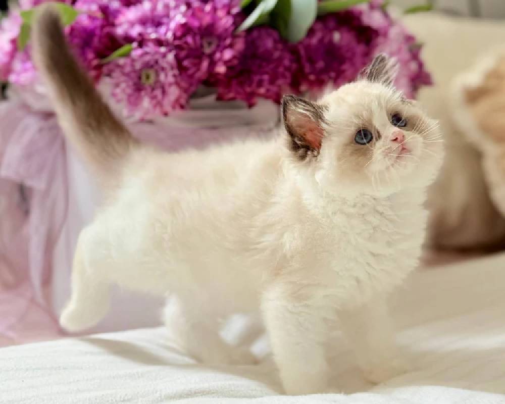 luxury picnic company - Picnic Makers