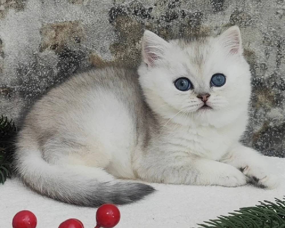 luxury picnic company - Picnic Makers