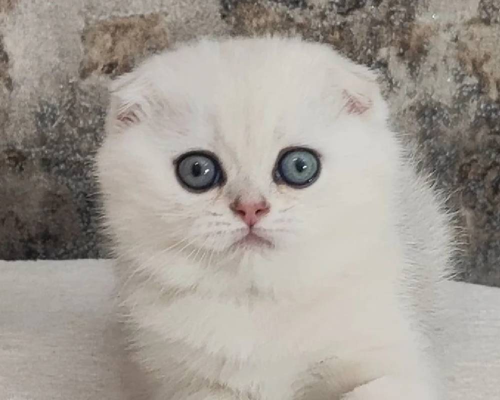 luxury picnic company - Picnic Makers