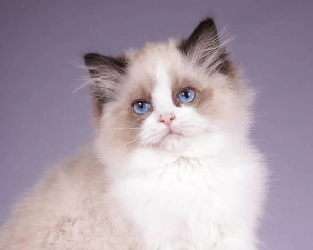 luxury picnic company - Picnic Makers