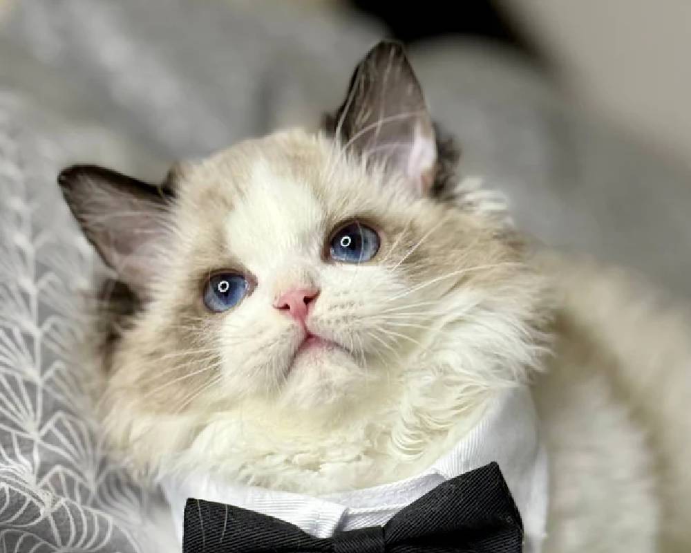 luxury picnic company - Picnic Makers