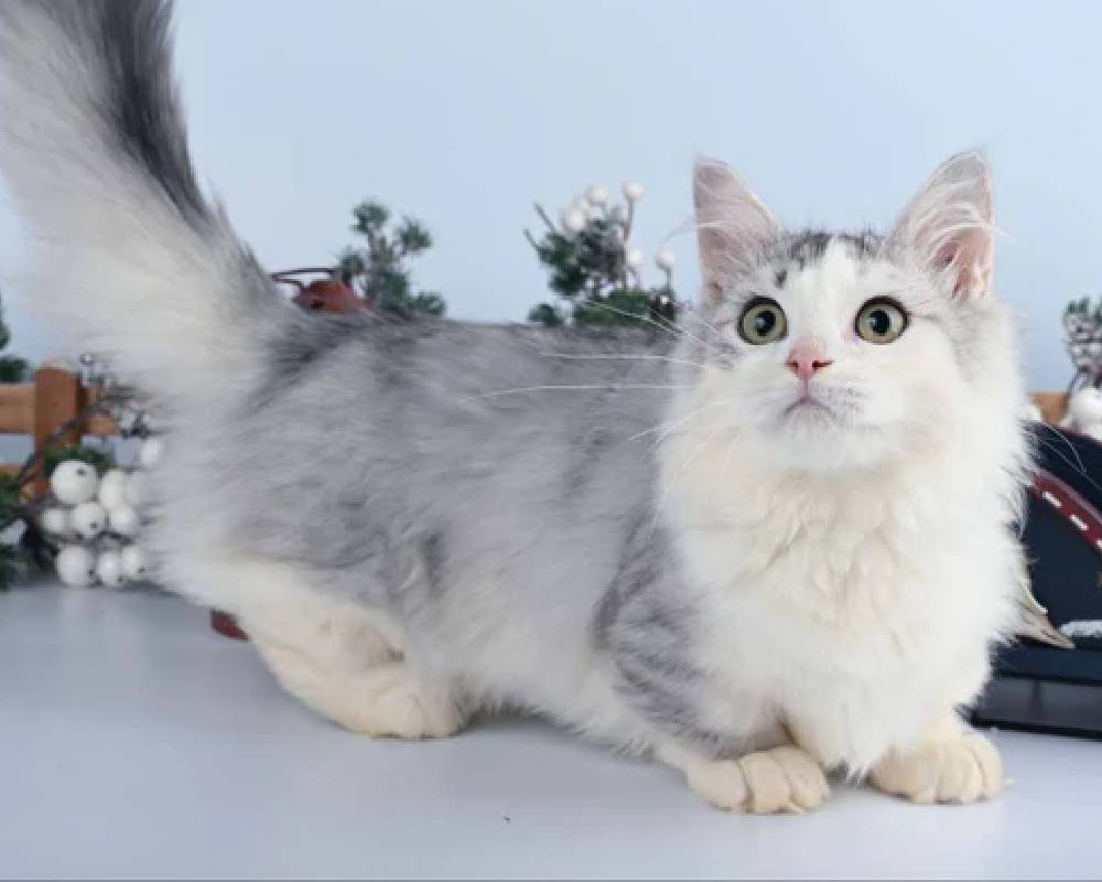 luxury picnic company - Picnic Makers