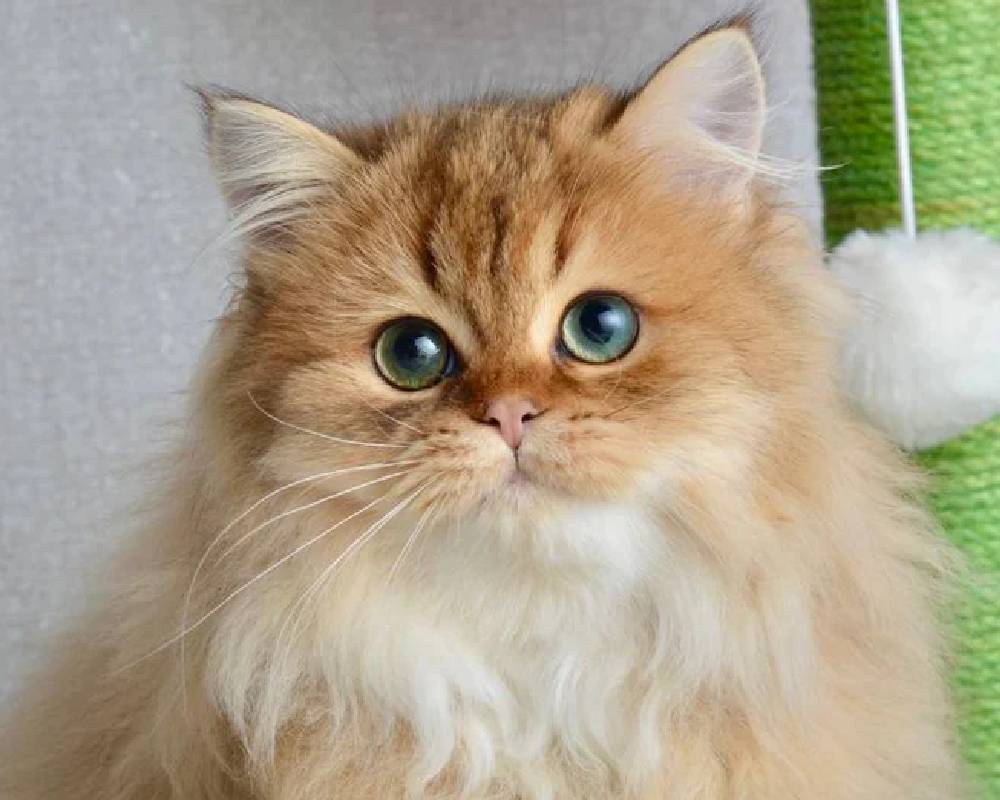 luxury picnic company - Picnic Makers