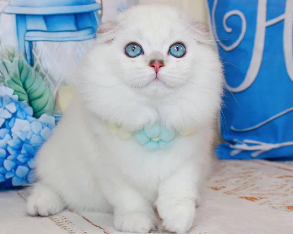 luxury picnic company - Picnic Makers