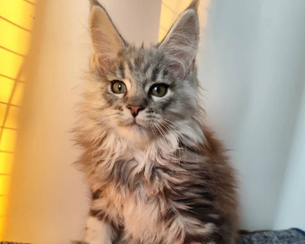 luxury picnic company - Picnic Makers luxury picnic company - Picnic Makers