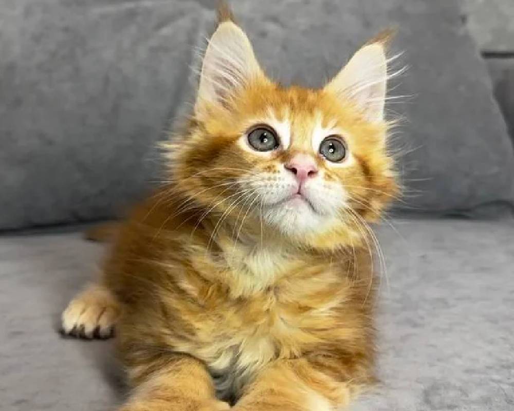 luxury picnic company - Picnic Makers luxury picnic company - Picnic Makers