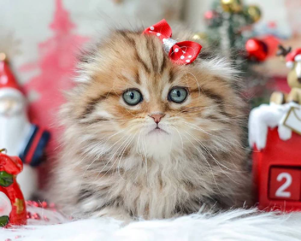 luxury picnic company - Picnic Makers