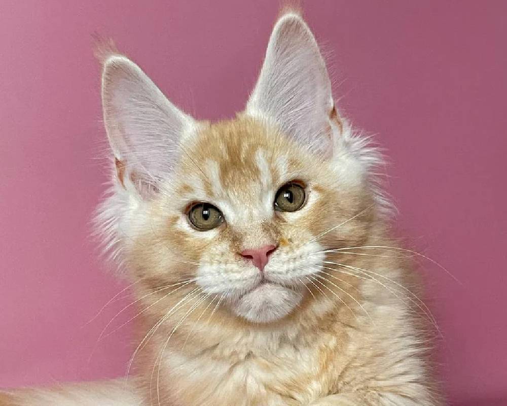 luxury picnic company - Picnic Makers luxury picnic company - Picnic Makers