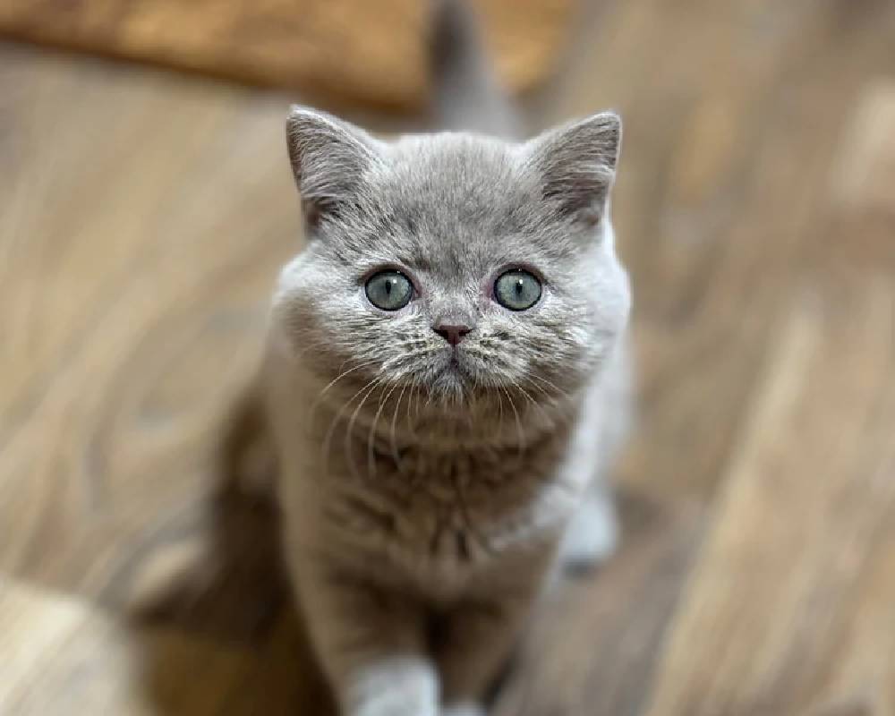 luxury picnic company - Picnic Makers