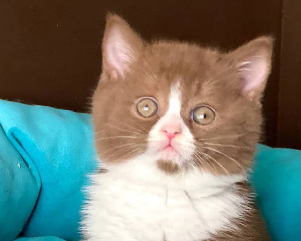 luxury picnic company - Picnic Makers