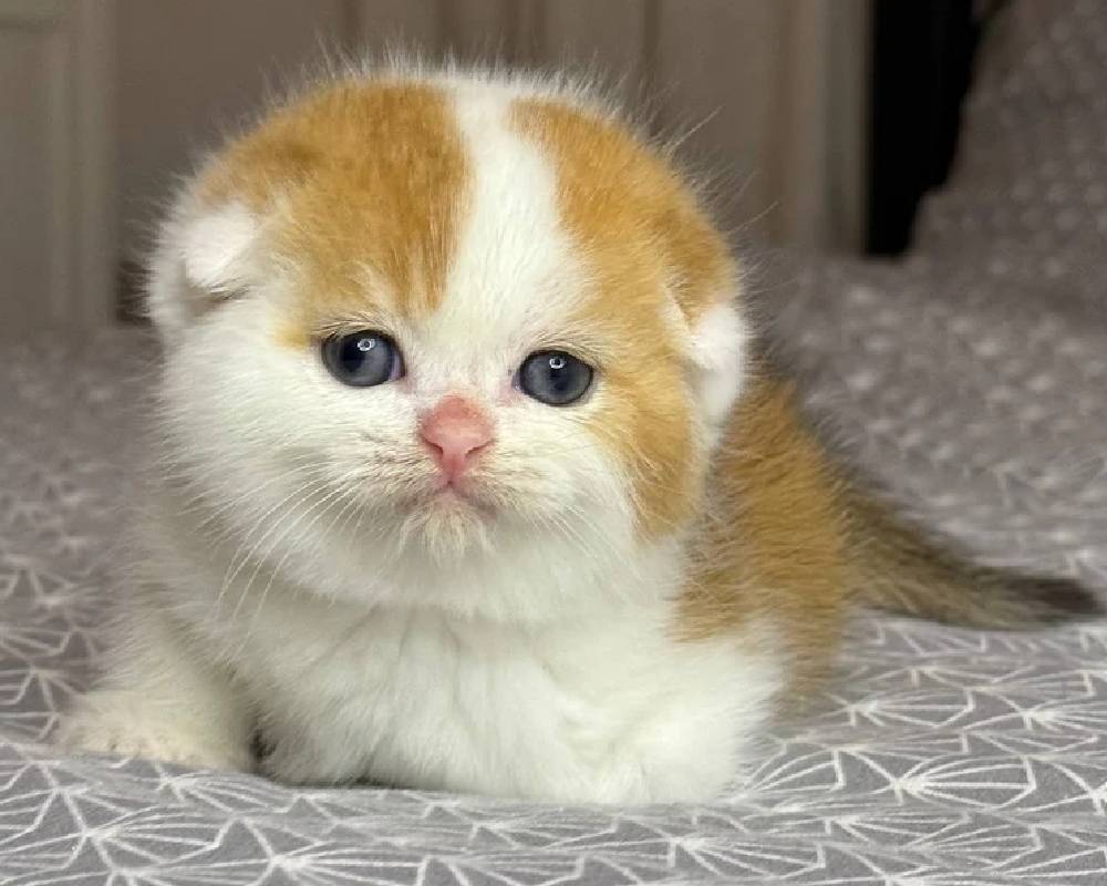 luxury picnic company - Picnic Makers