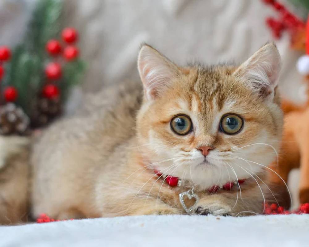 luxury picnic company - Picnic Makers