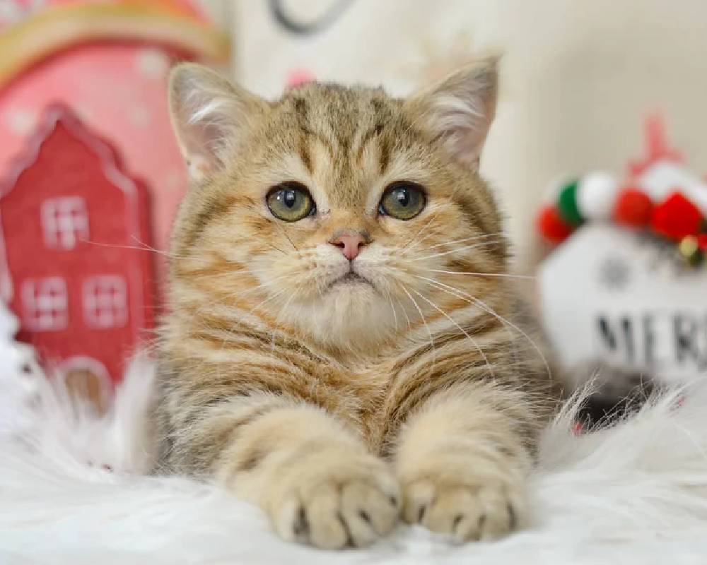 luxury picnic company - Picnic Makers