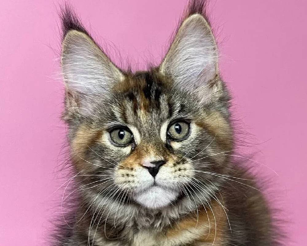 luxury picnic company - Picnic Makers