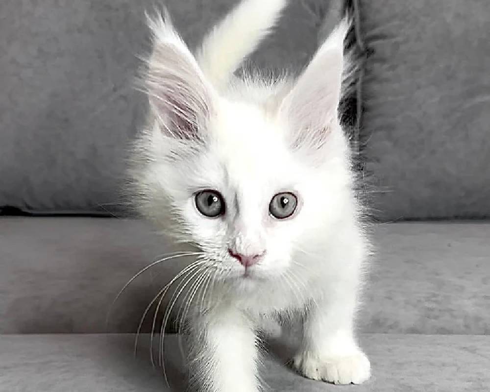 luxury picnic company - Picnic Makers