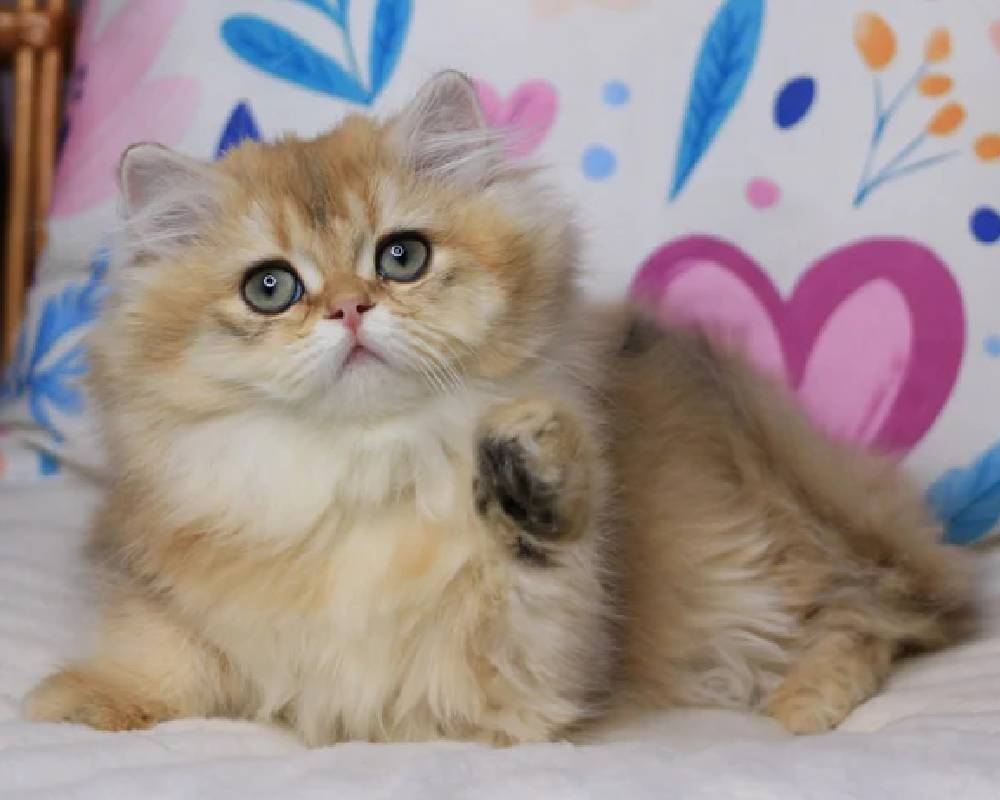 luxury picnic company - Picnic Makers