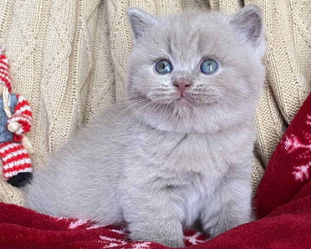 luxury picnic company - Picnic Makers