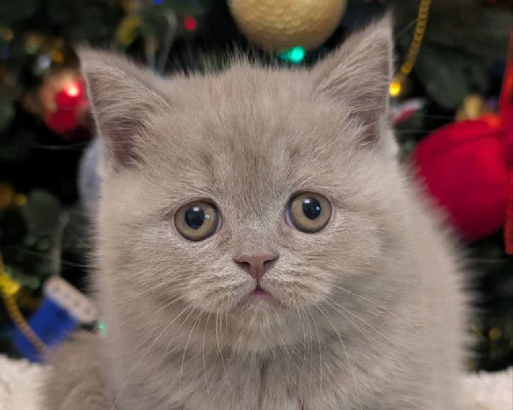 luxury picnic company - Picnic Makers