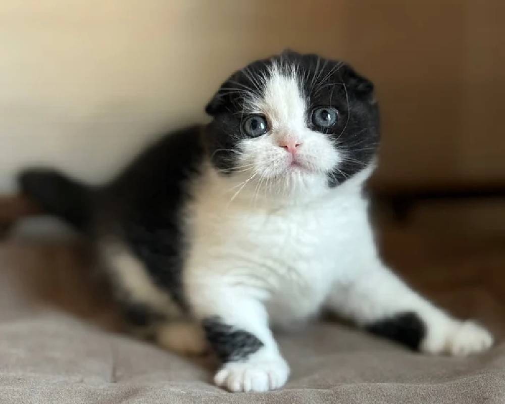 luxury picnic company - Picnic Makers