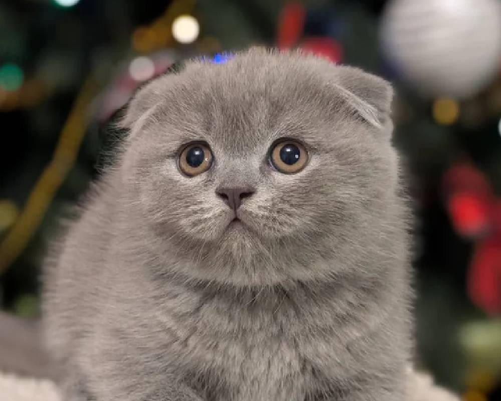 luxury picnic company - Picnic Makers