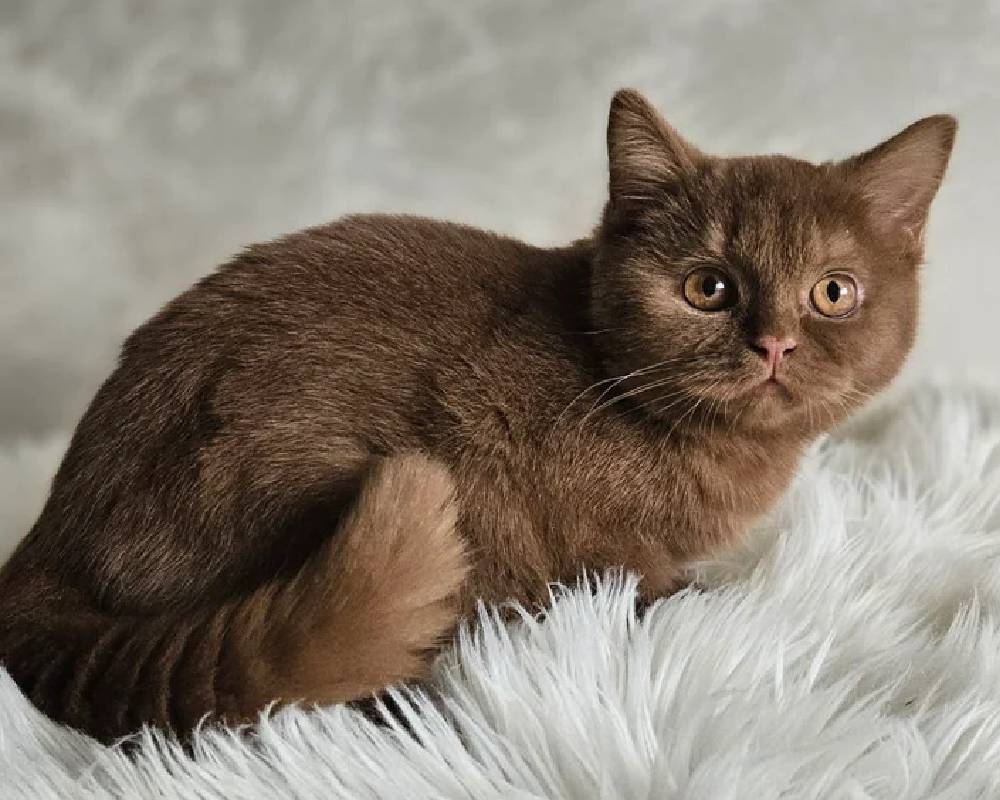 luxury picnic company - Picnic Makers