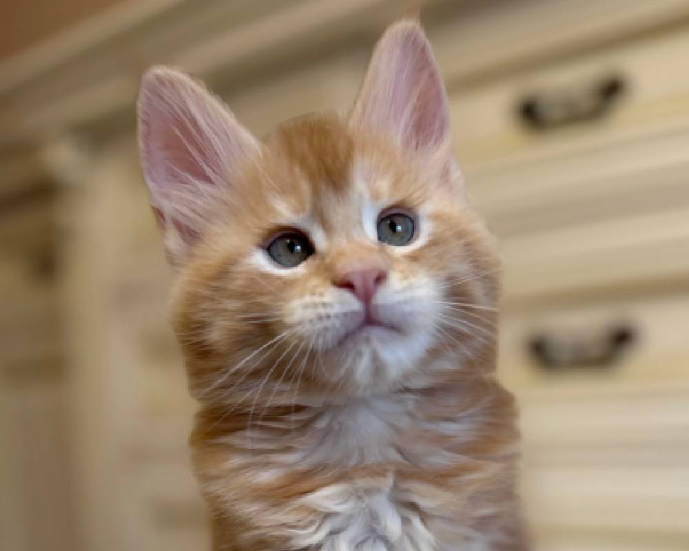 luxury picnic company - Picnic Makers luxury picnic company - Picnic Makers