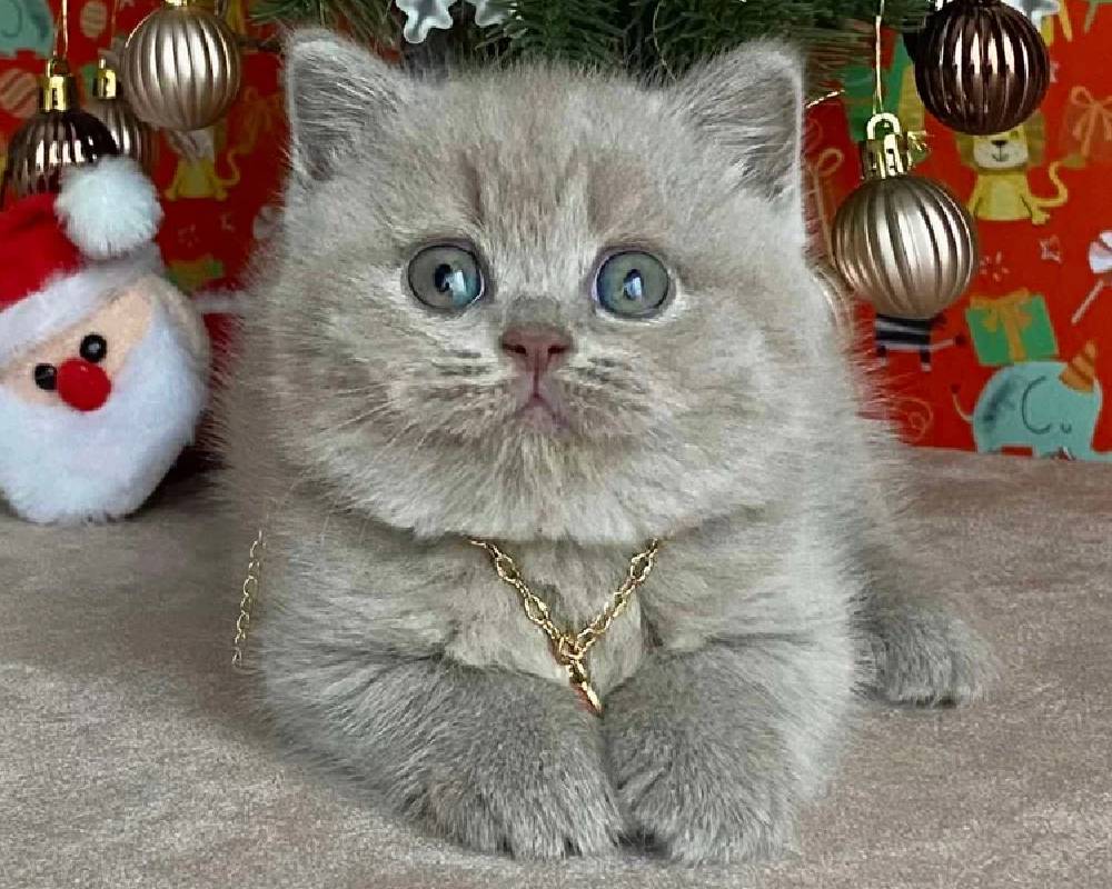 luxury picnic company - Picnic Makers