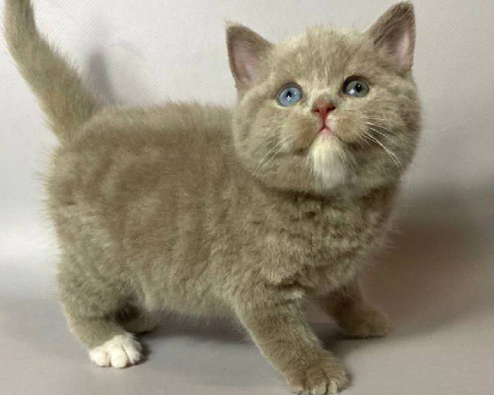 luxury picnic company - Picnic Makers