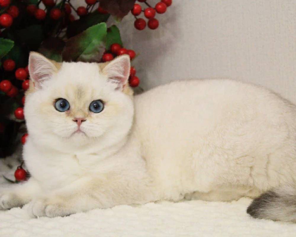 luxury picnic company - Picnic Makers