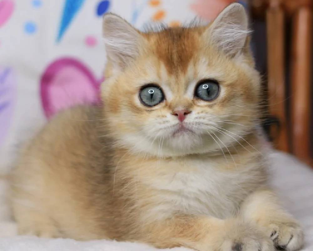 luxury picnic company - Picnic Makers