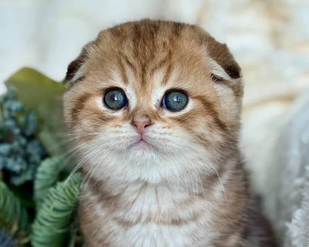 luxury picnic company - Picnic Makers