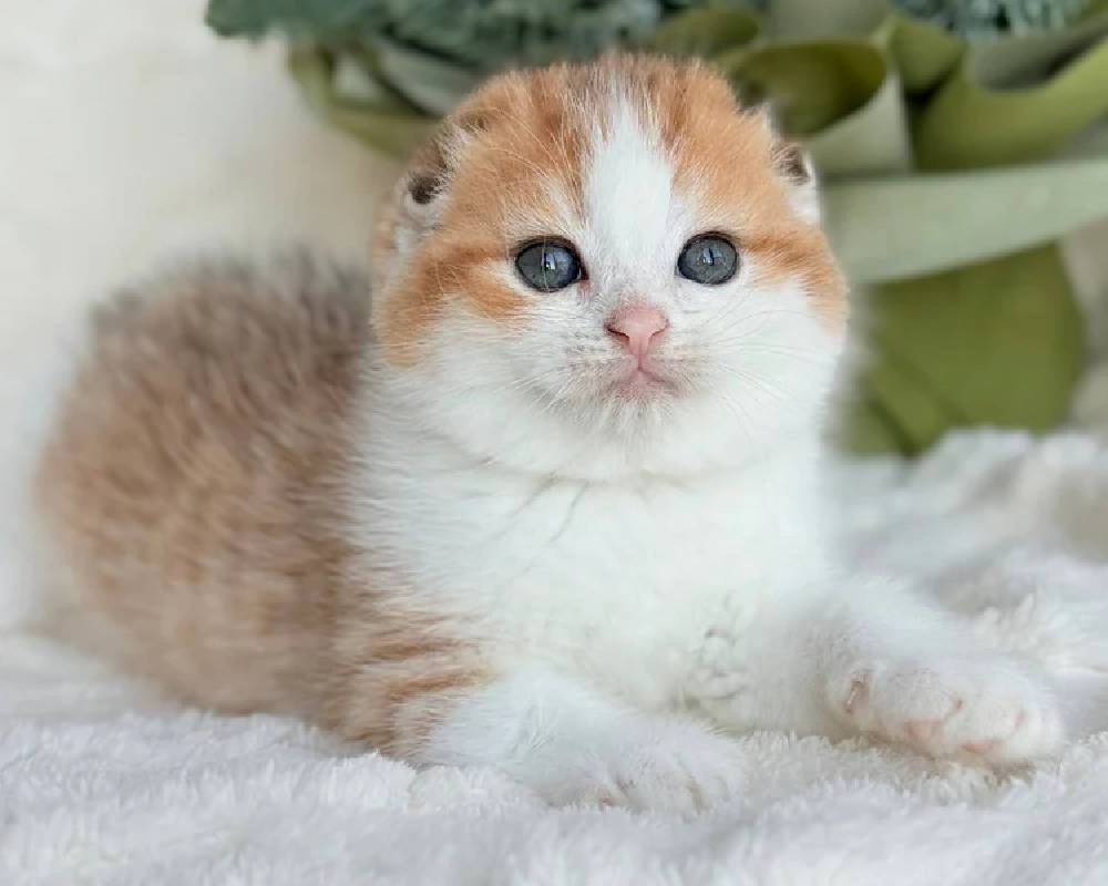 luxury picnic company - Picnic Makers