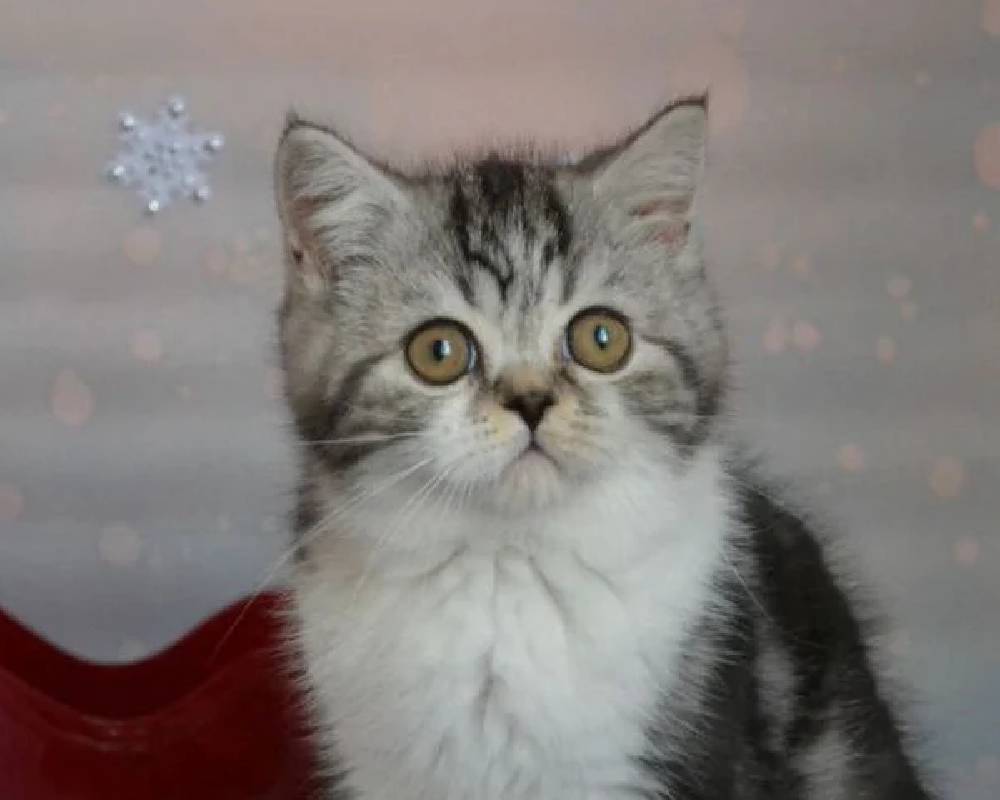 luxury picnic company - Picnic Makers