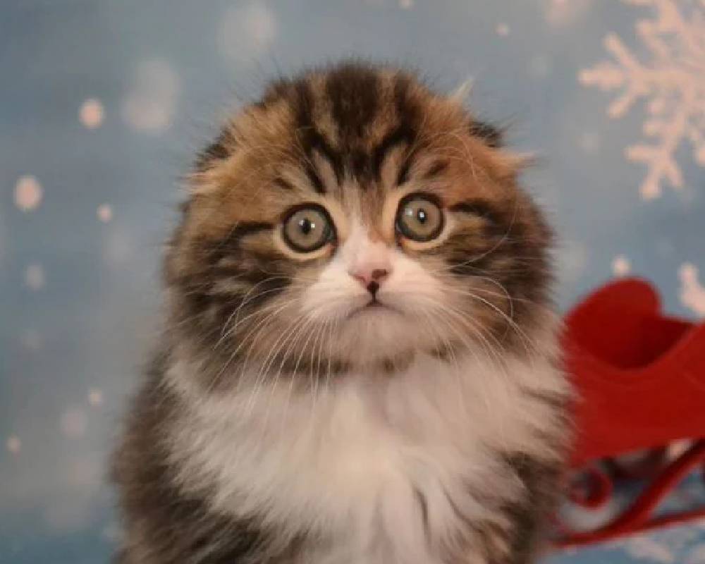 luxury picnic company - Picnic Makers