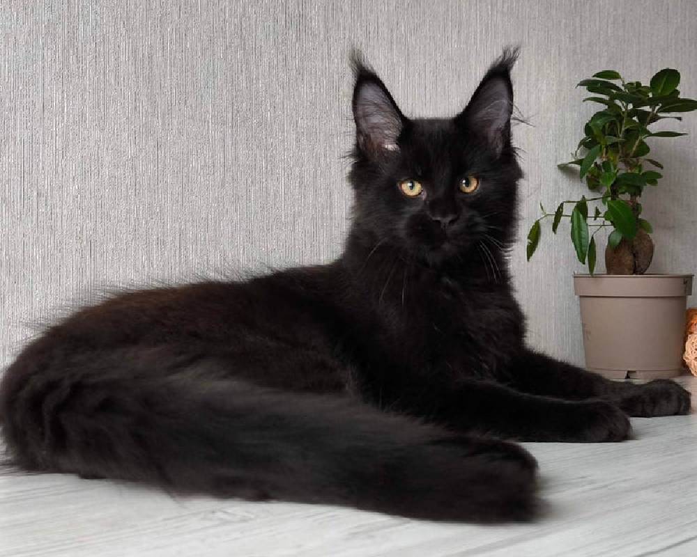 luxury picnic company - Picnic Makers