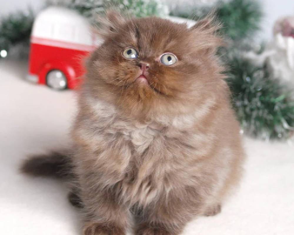 luxury picnic company - Picnic Makers