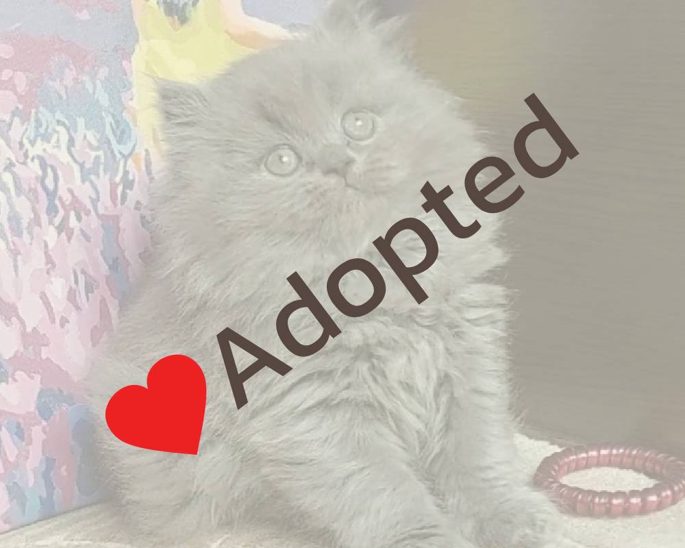 luxury picnic company - Picnic Makers