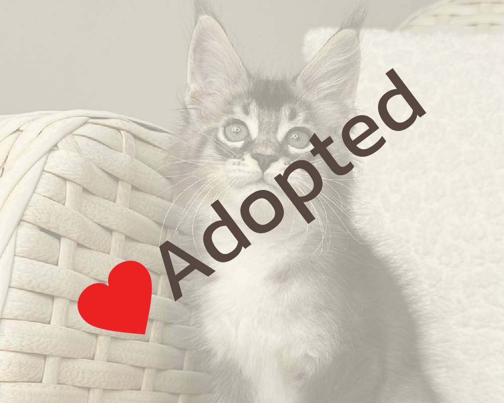 luxury picnic company - Picnic Makers