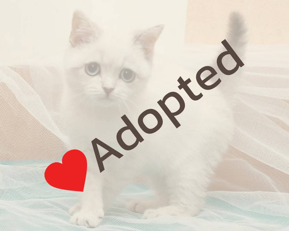 luxury picnic company - Picnic Makers