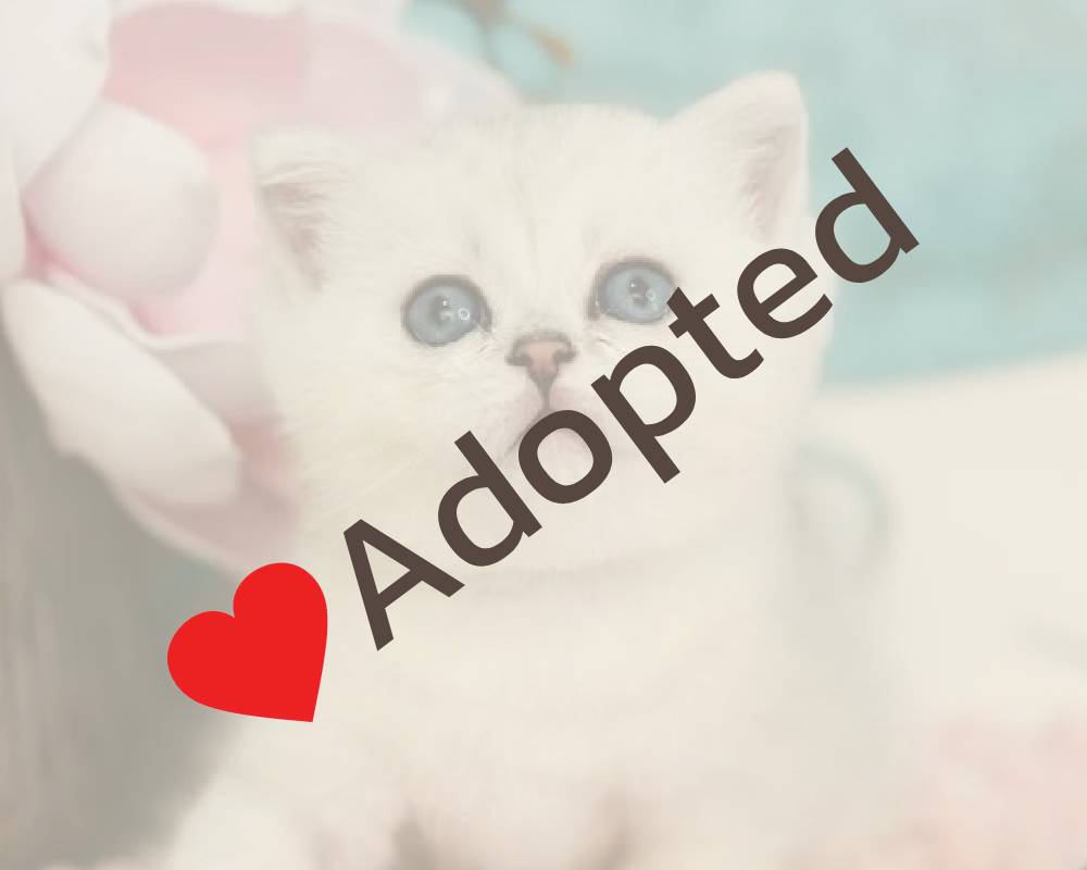 luxury picnic company - Picnic Makers