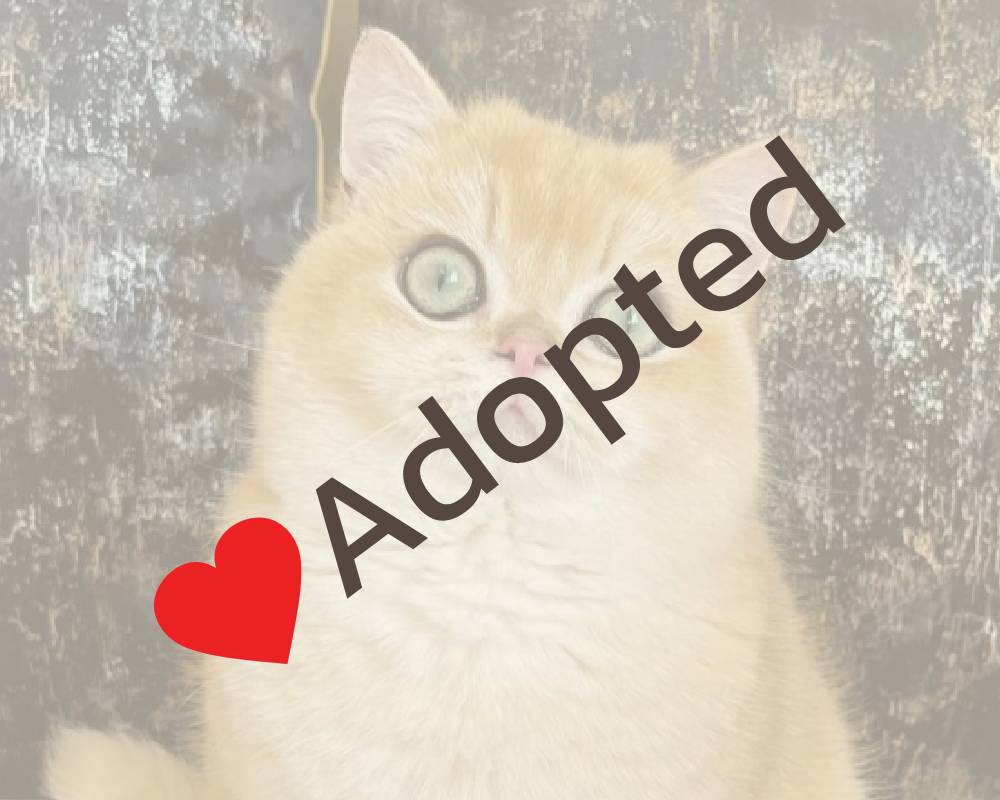 luxury picnic company - Picnic Makers