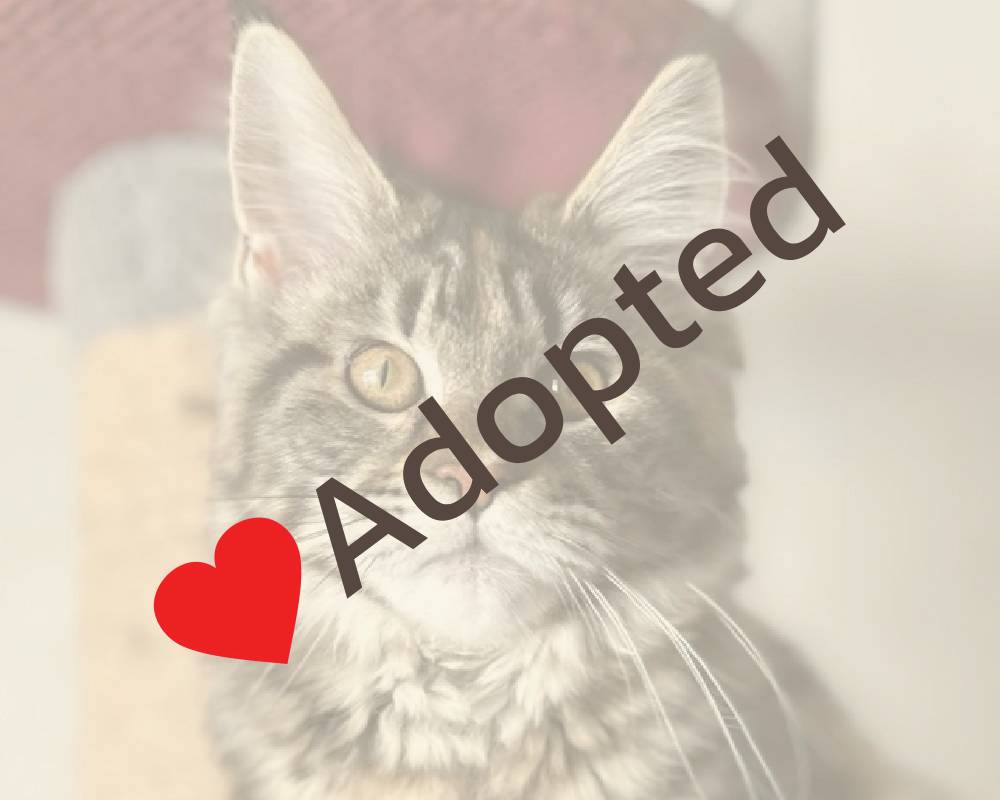 luxury picnic company - Picnic Makers luxury picnic company - Picnic Makers