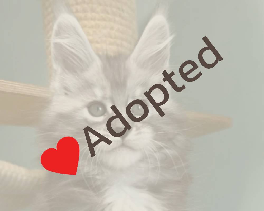 luxury picnic company - Picnic Makers