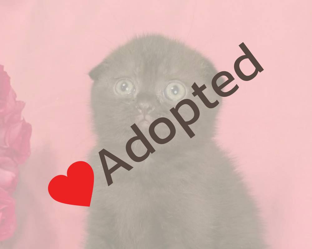 luxury picnic company - Picnic Makers