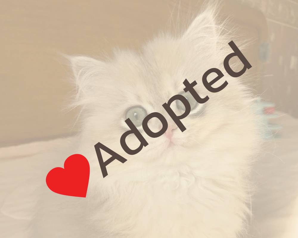 luxury picnic company - Picnic Makers