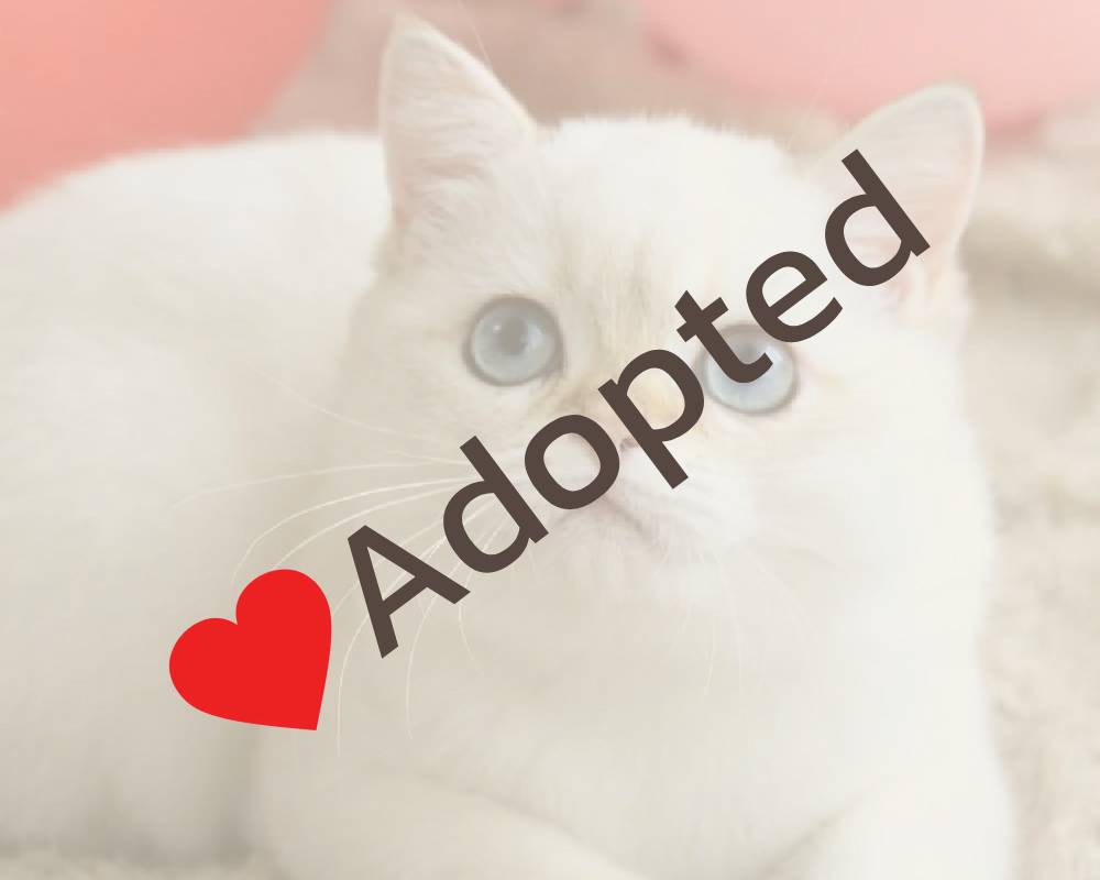 luxury picnic company - Picnic Makers