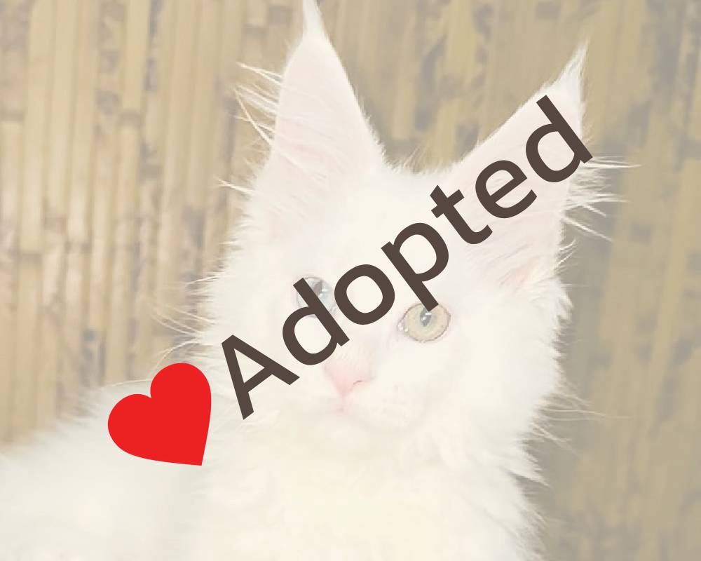 luxury picnic company - Picnic Makers