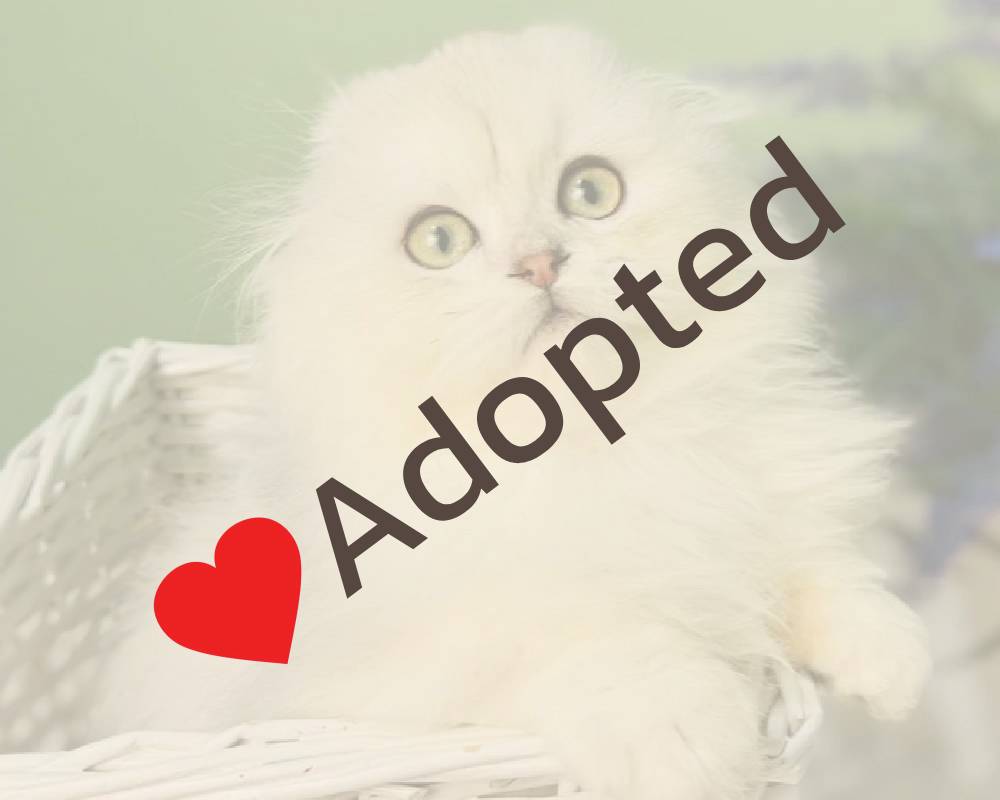 luxury picnic company - Picnic Makers luxury picnic company - Picnic Makers