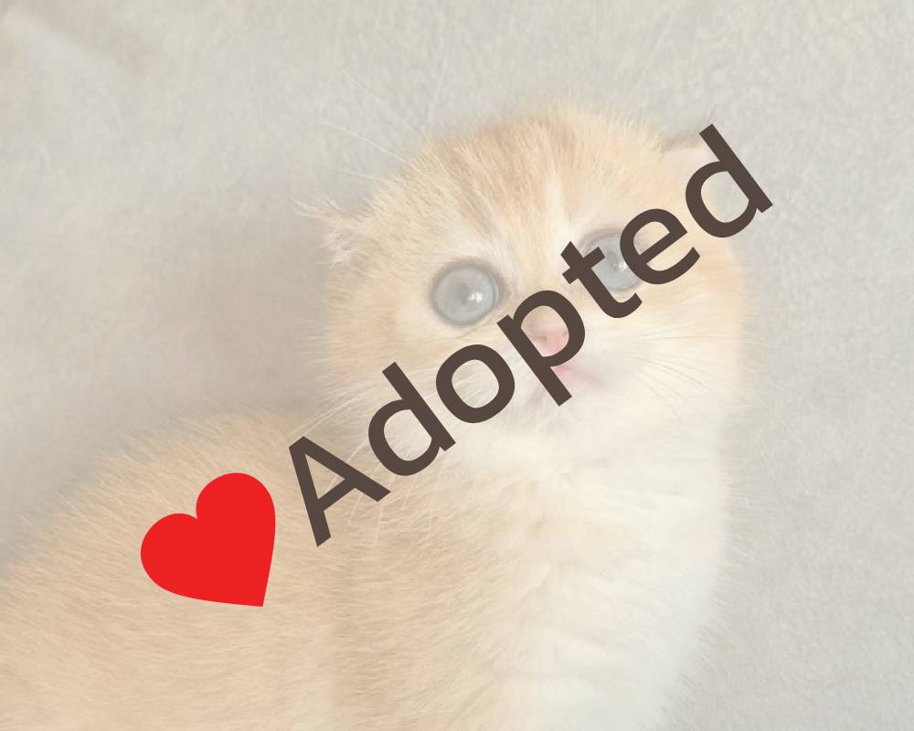 luxury picnic company - Picnic Makers